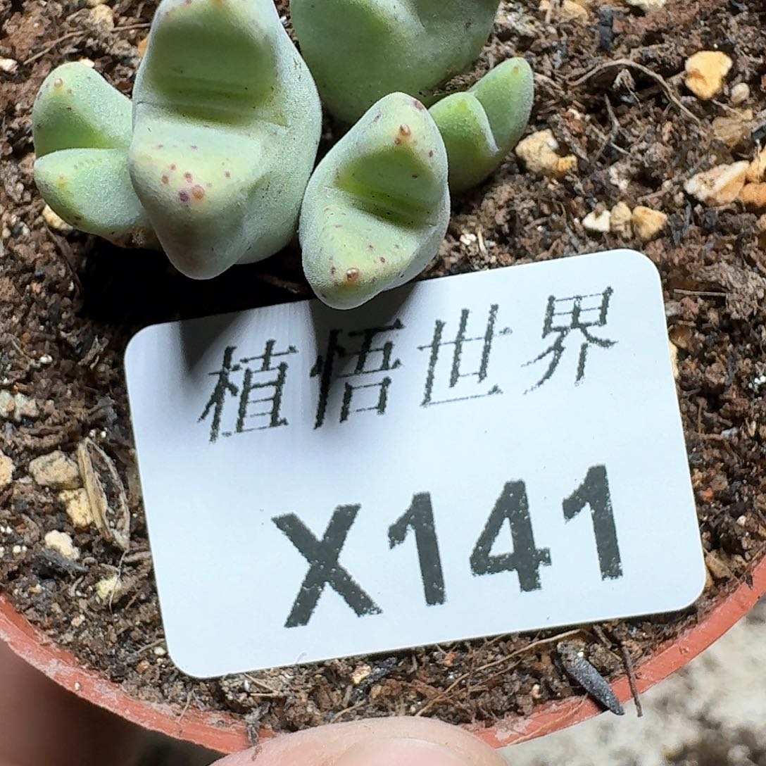 141h号多肉植物d f f