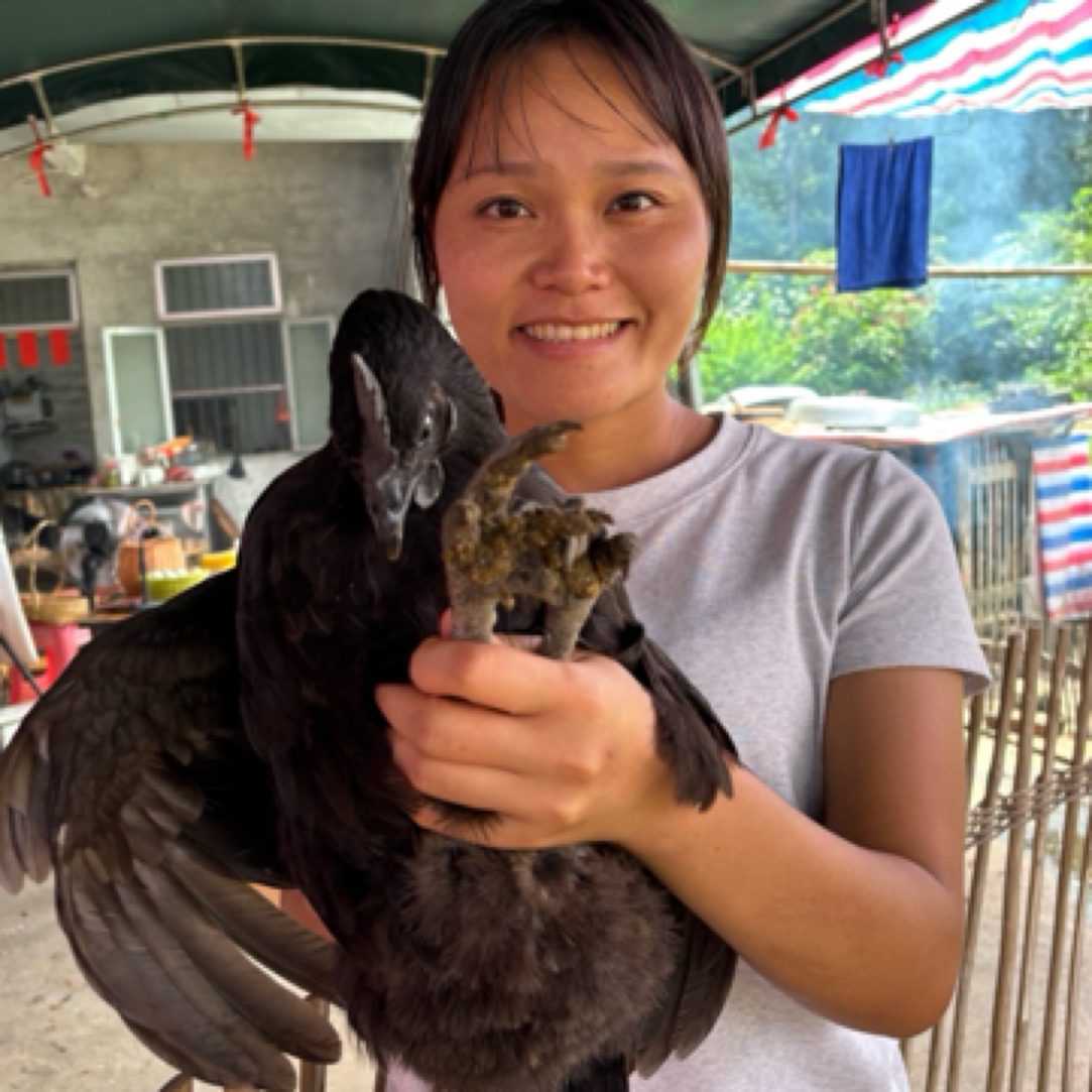 《顺丰包邮》农村散养现称五黑母鸡，汤好，真空包装顺丰包邮