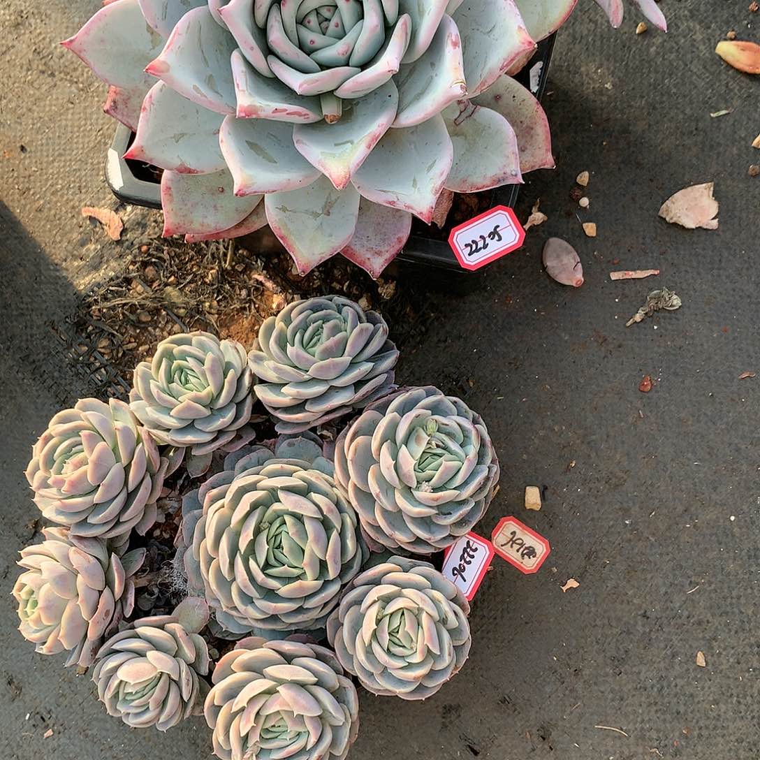 岁**s22205.22206巨人，西娜玫瑰多肉