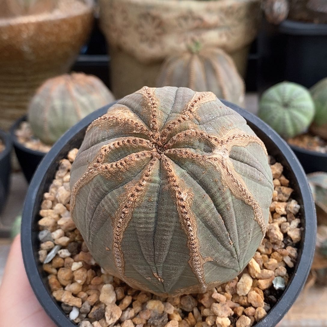 欧系实生布纹球多肉植物