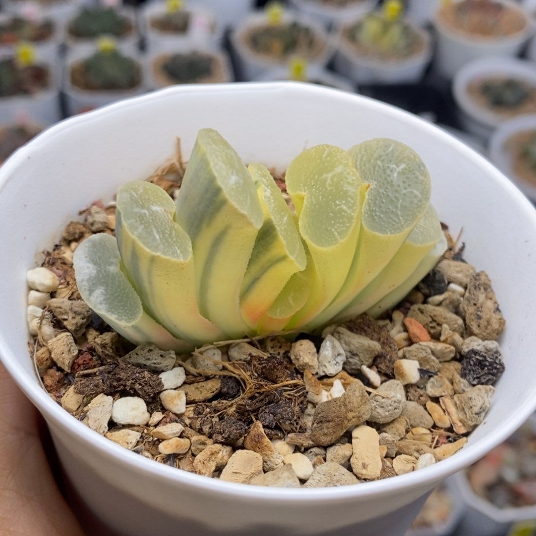 大绳玉扇锦多肉植物的