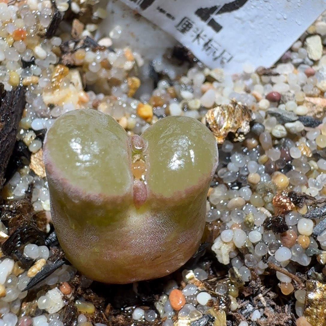 zzz好货也福利612