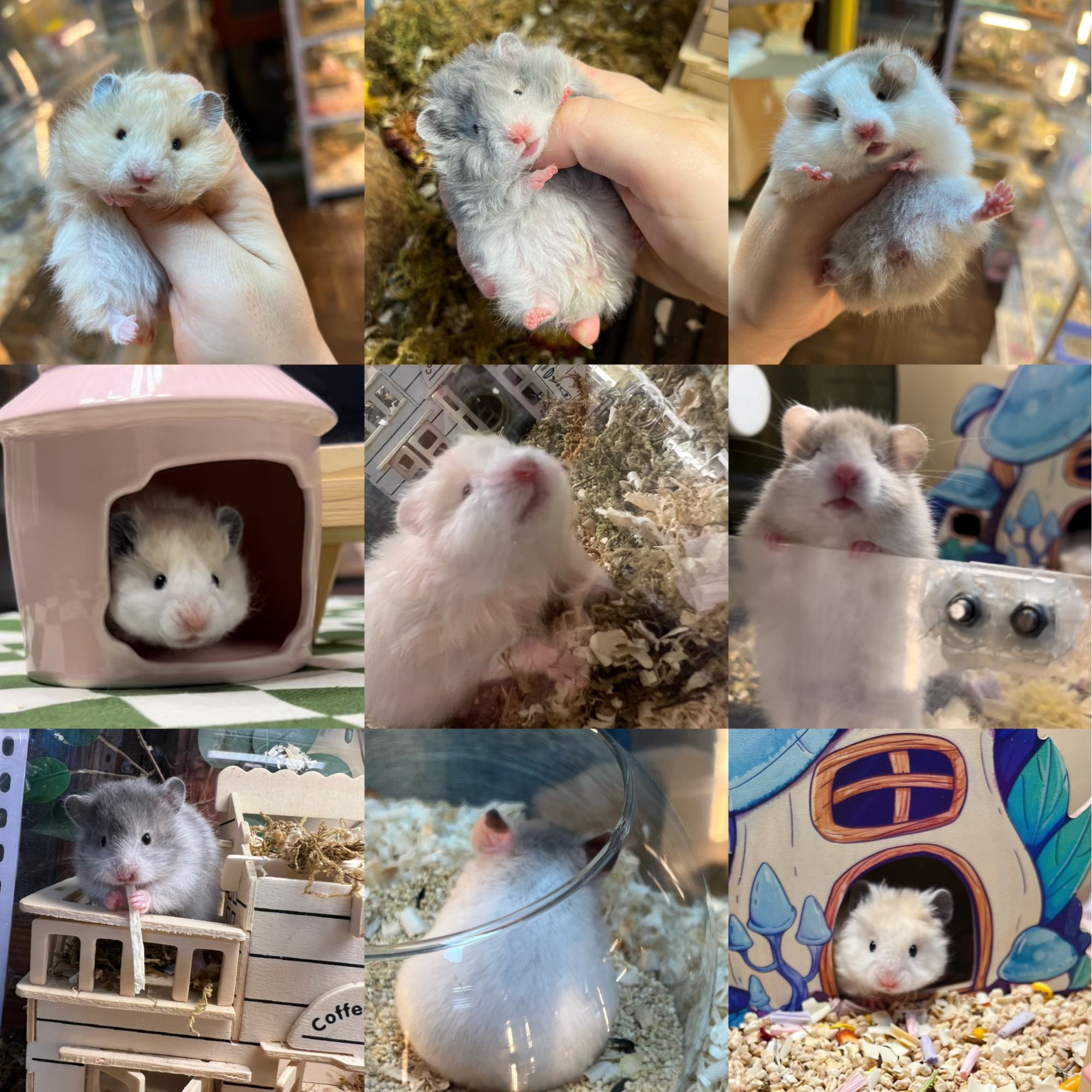 家养长卷毛波利眼线蓝波巧波金重点色金丝熊仓鼠活体包活