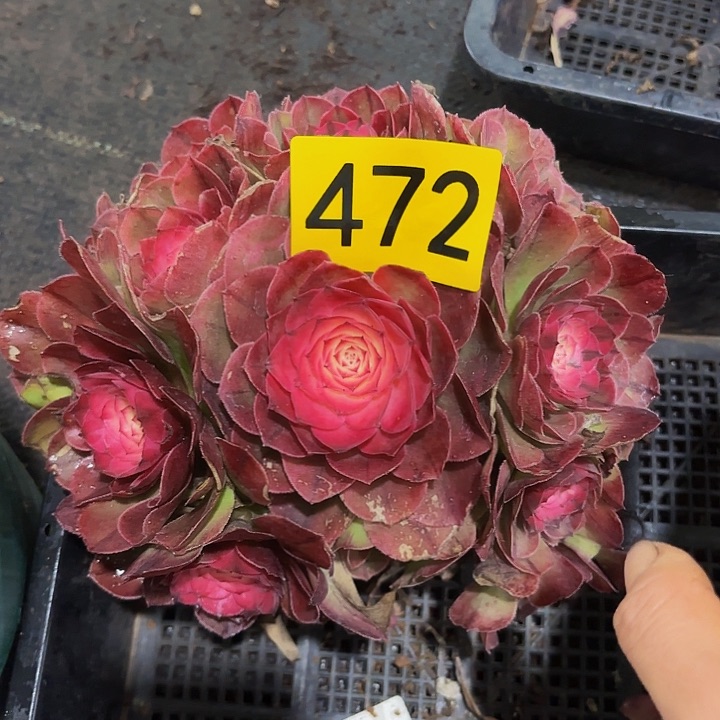 多肉植物荔枝472