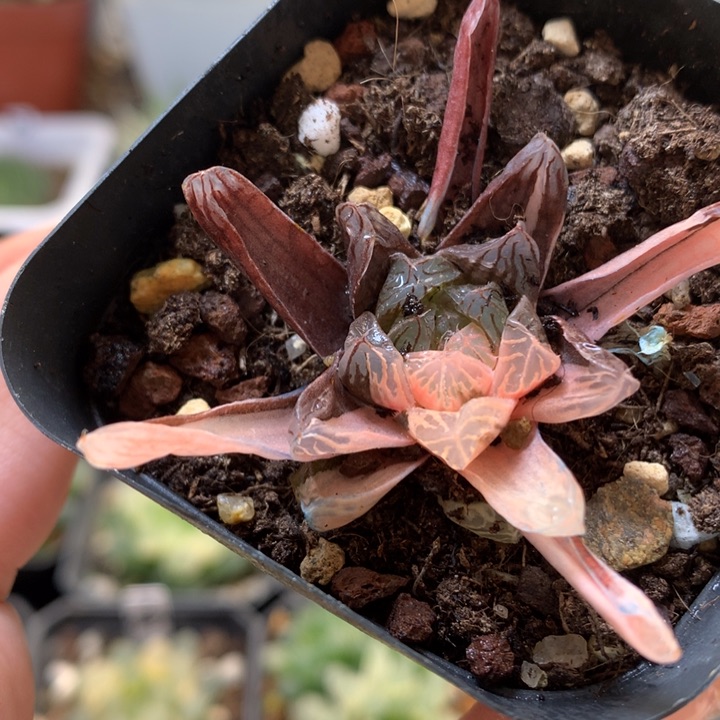 玉露锦带盆土发货