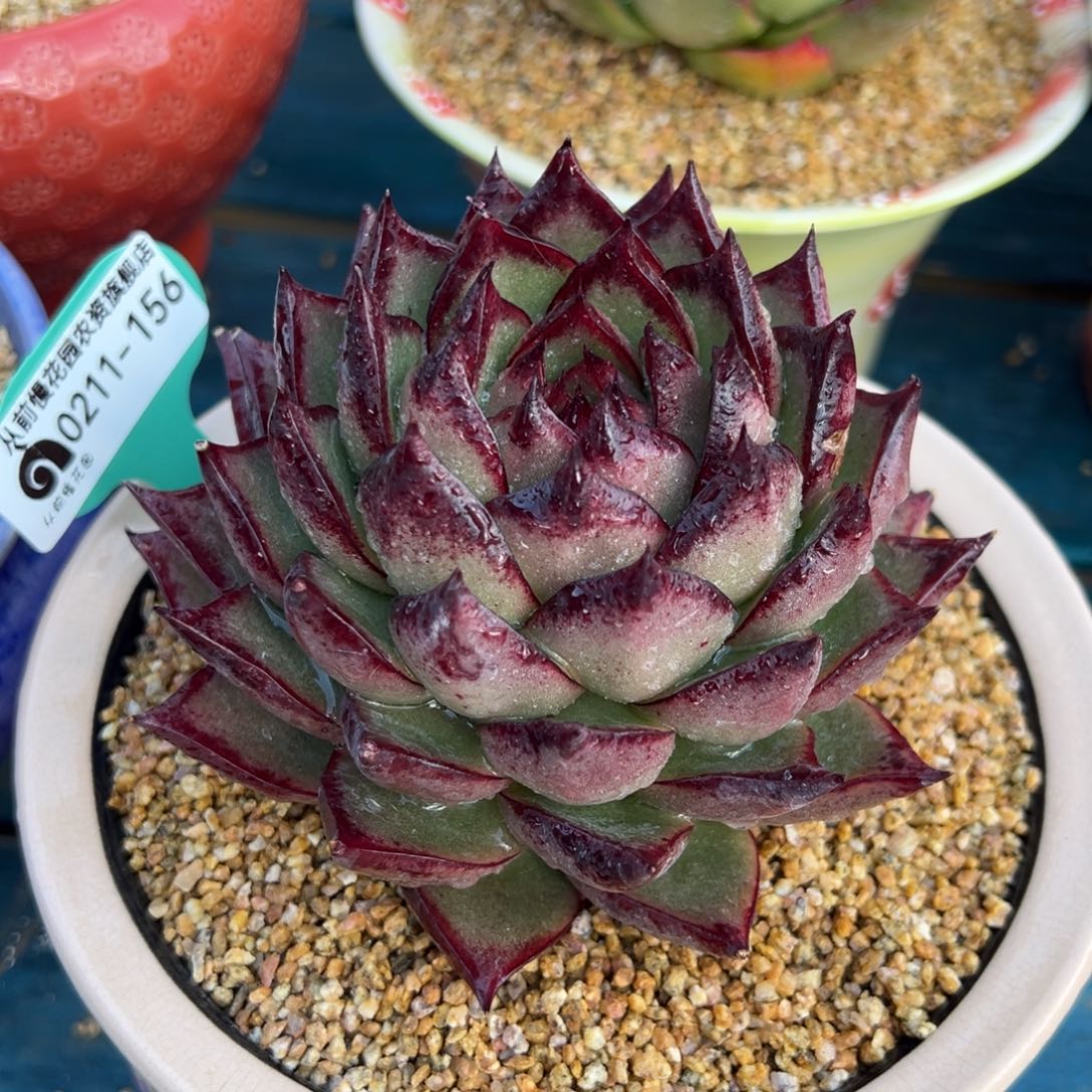 从前慢多肉精选编号0211.156