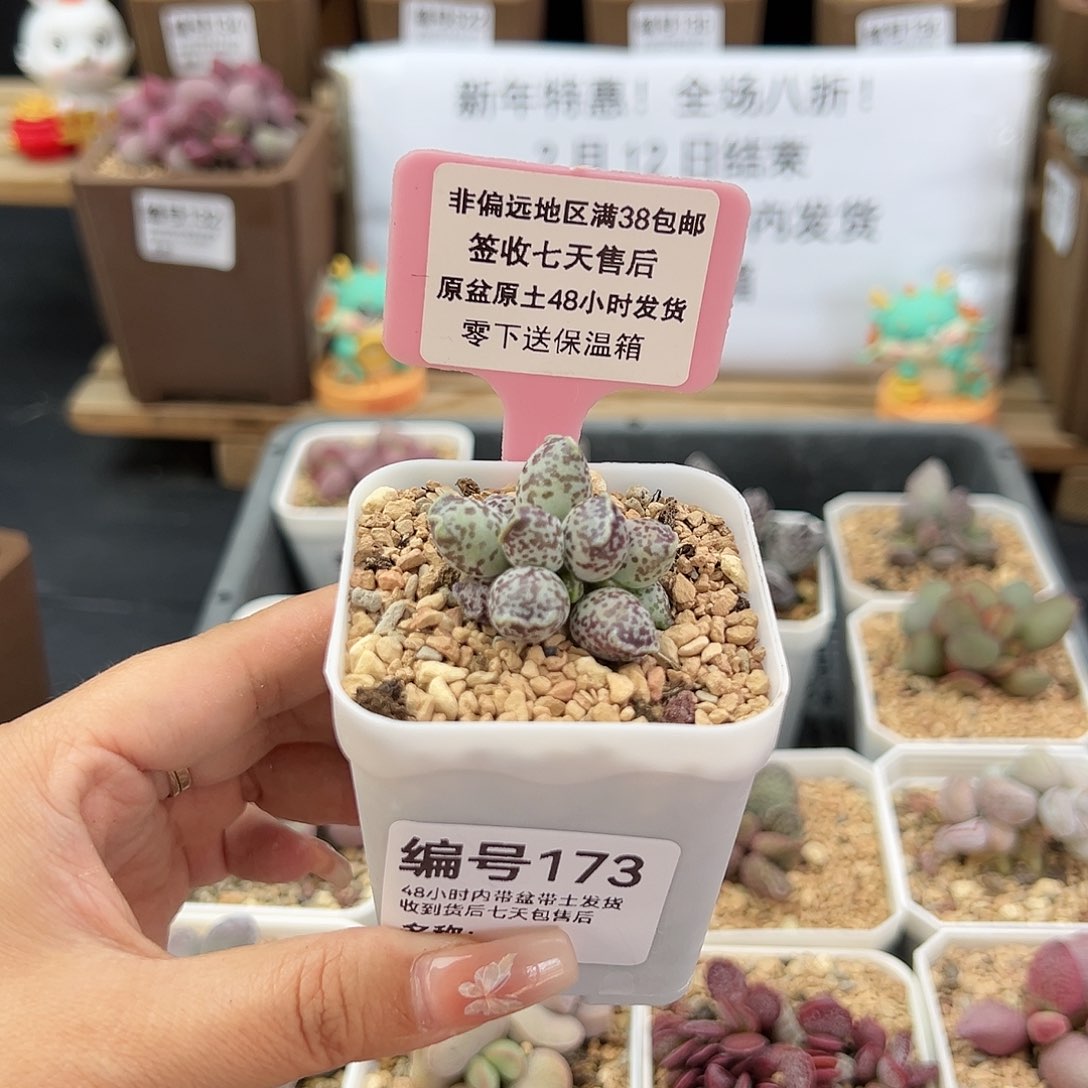 173达摩海豹多肉植物