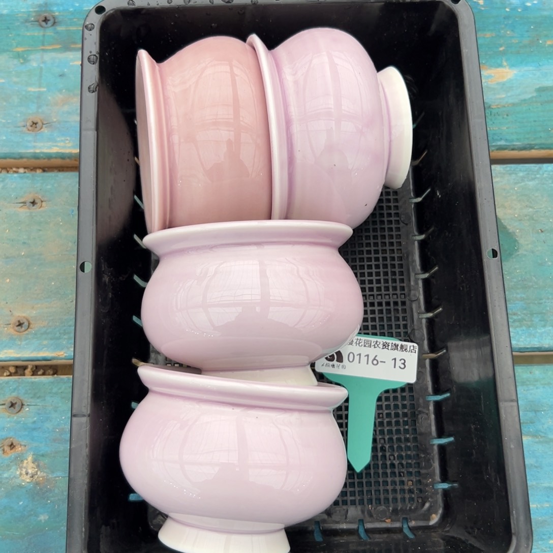 多肉精选编号0116.13