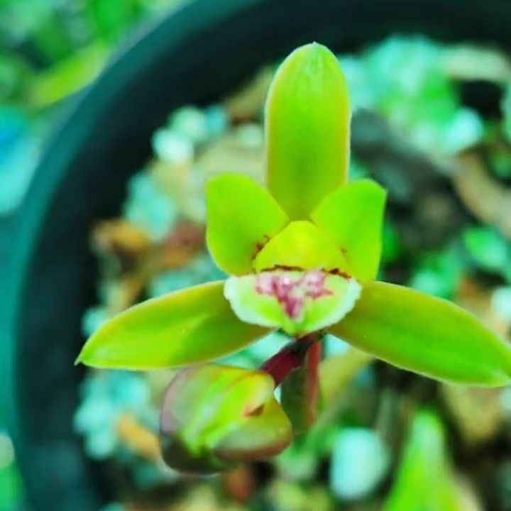 蕙兰练手草盆景草小型叶姿50一组