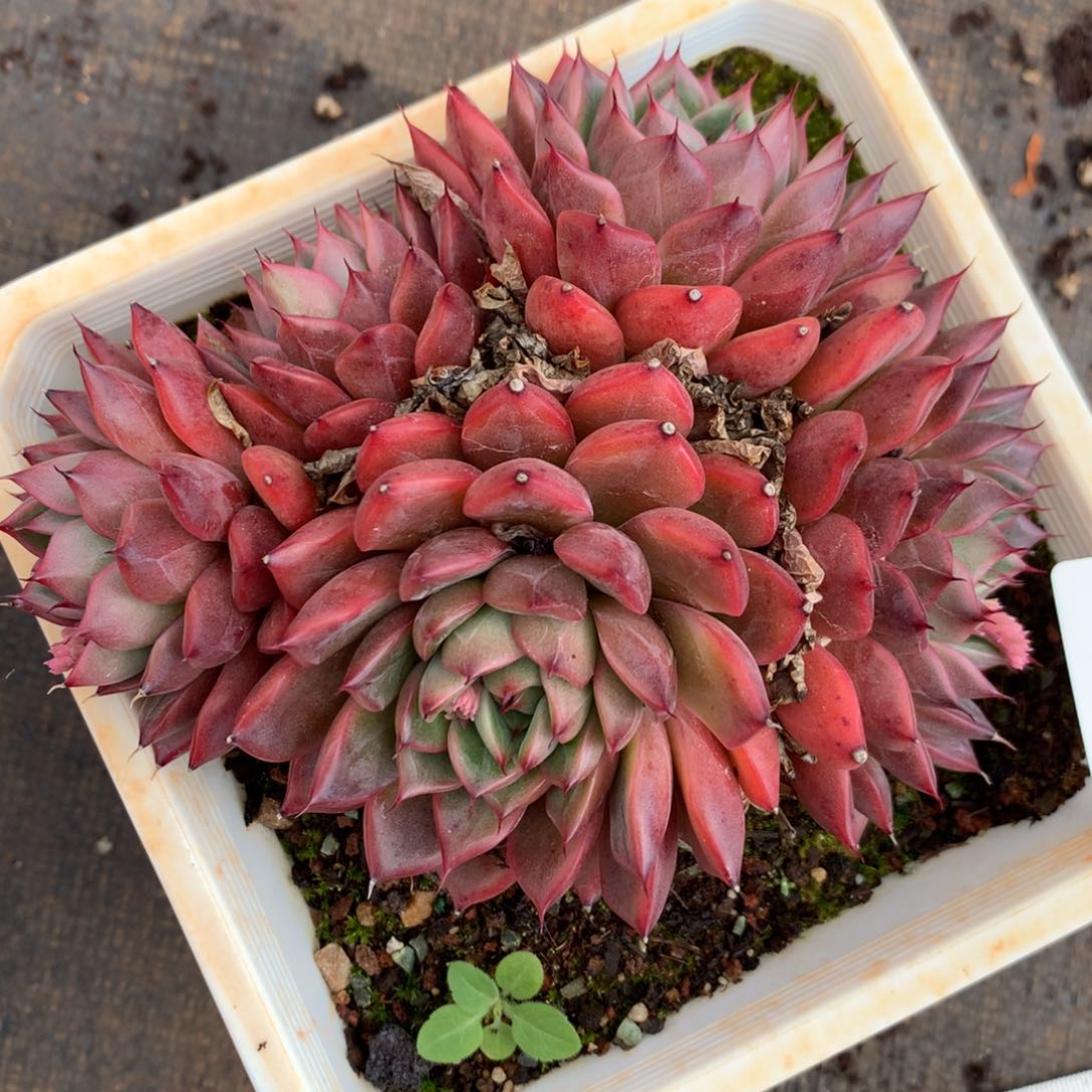 9059杂交多肉植物基地