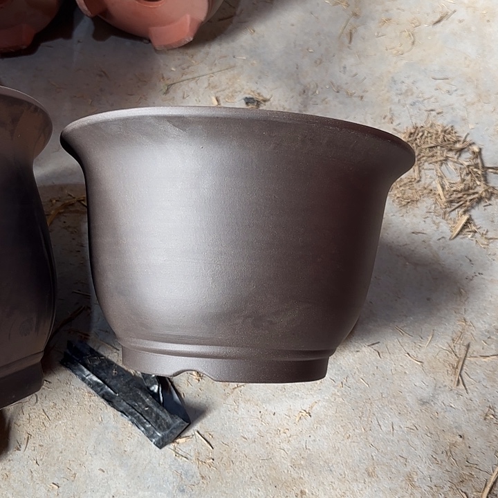 小***叶31×20两只中号黑金沙    