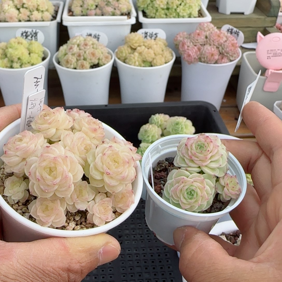 亮*?【闪购商品】0309-81（fm-28）