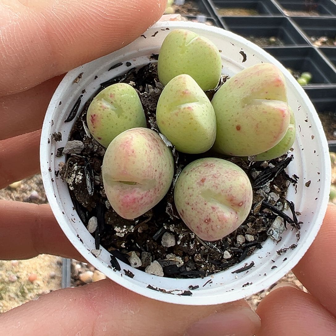 矮胖仙女粉 少将