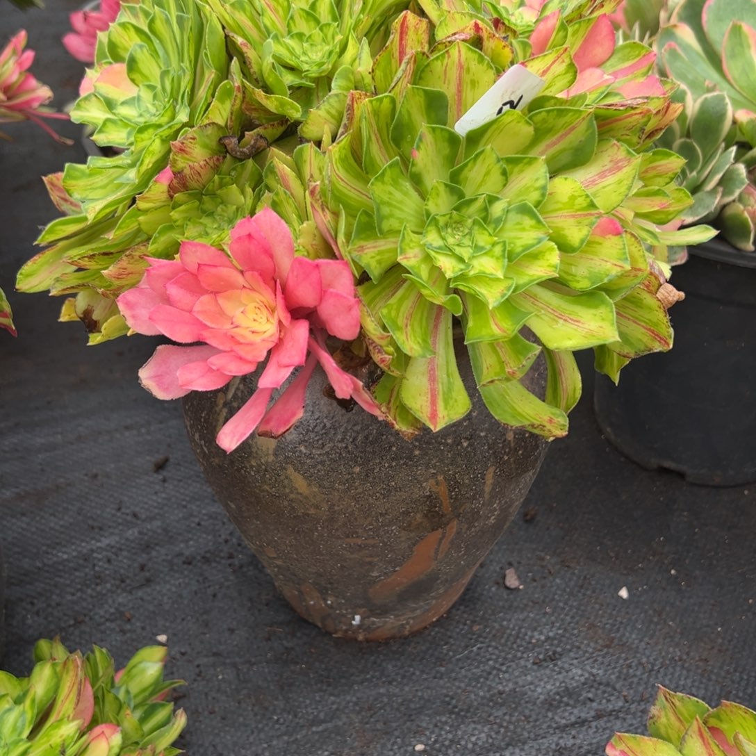 52知否砍头群紫无根