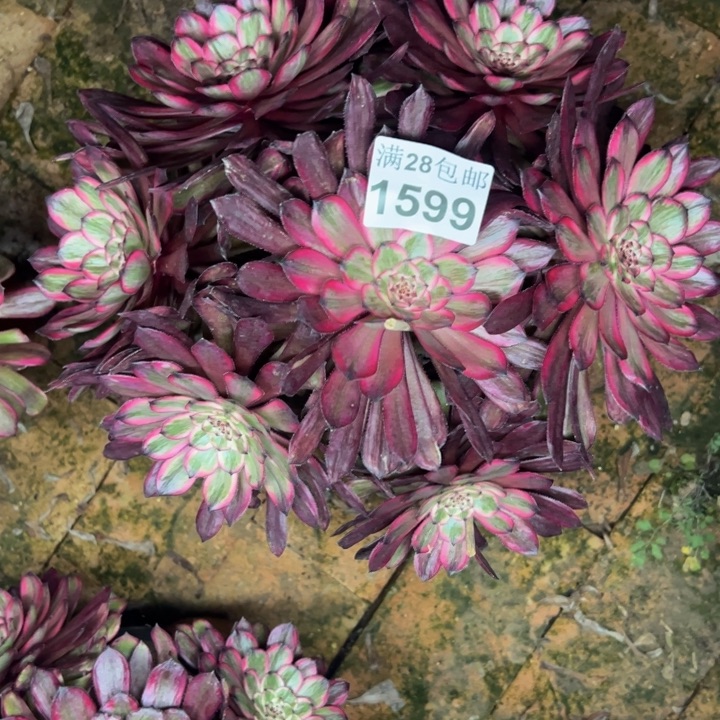 1599紫霞多肉植物