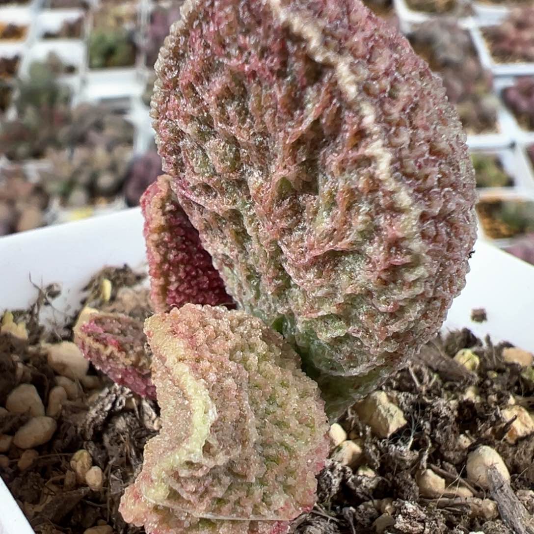 实生新品大苗多肉植物水泡