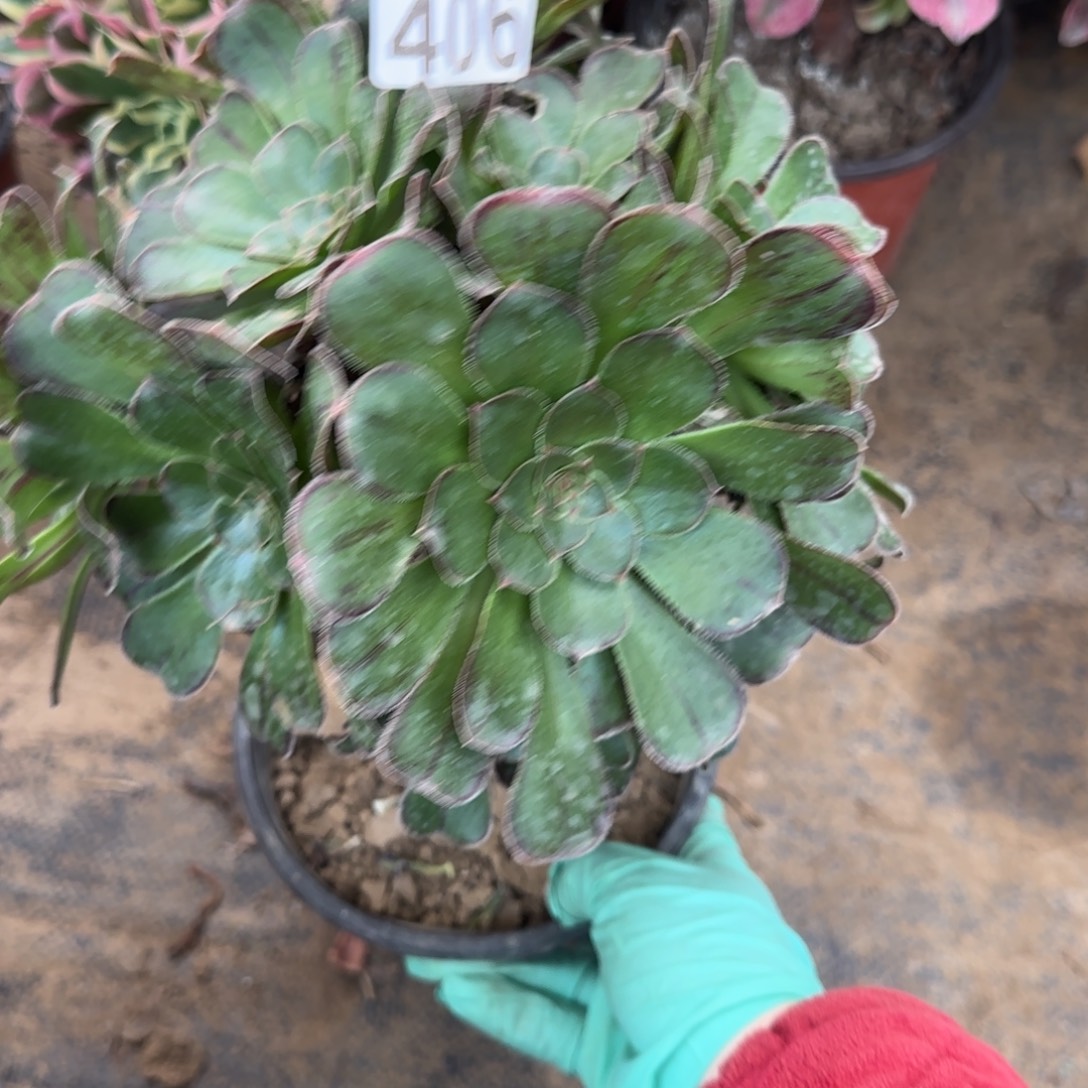 拉丝锦406满20包邮断枝不包