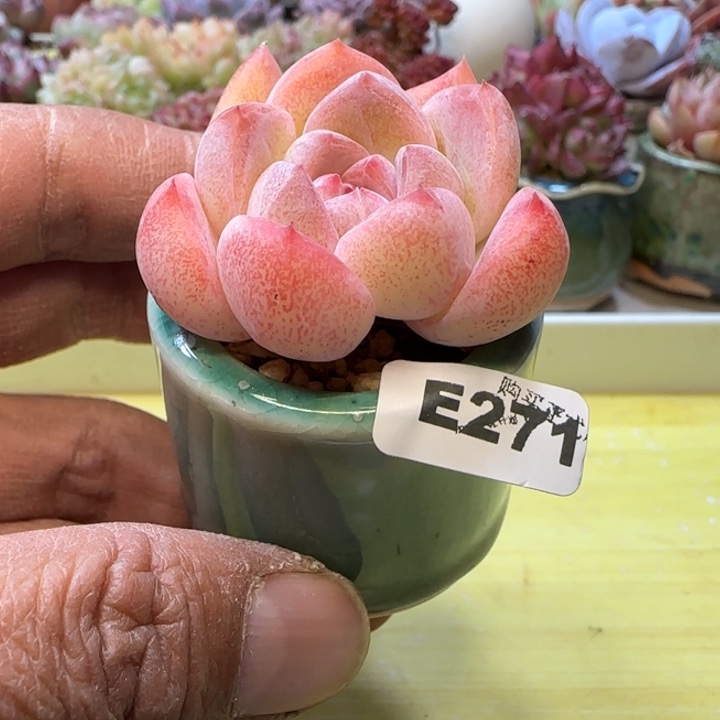 E271一物一拍多肉植物