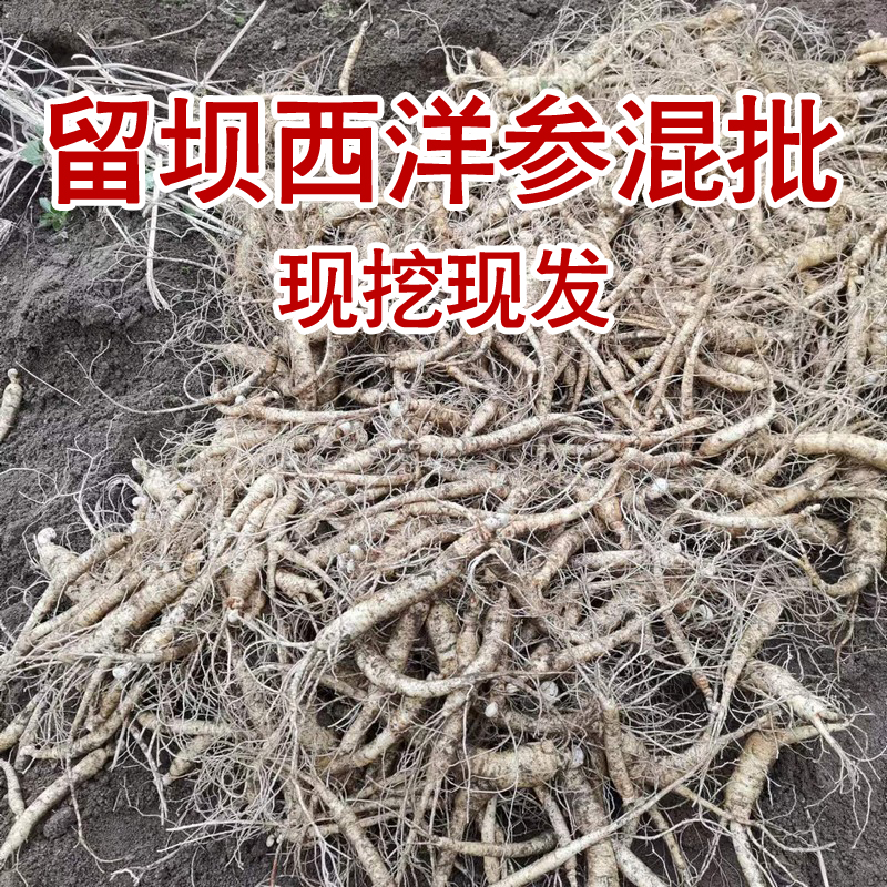 留坝县鲜西洋参产地发货散装煲汤炖肉花旗参2025新货混装一斤特价