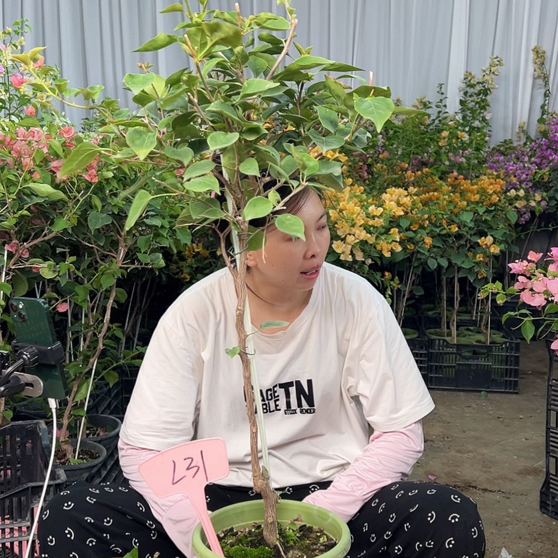 路***。大部分花苞少量开放L31不甜