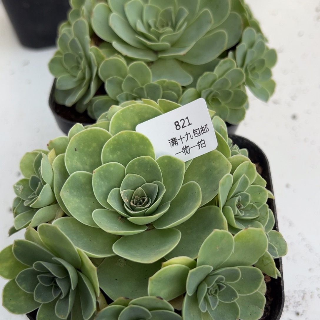 821 山地玫瑰基地带盆土