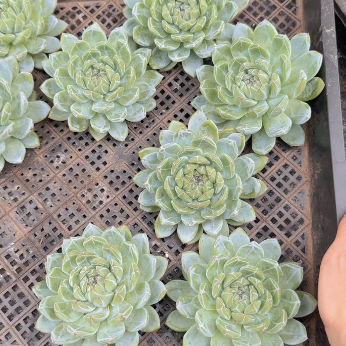 【闪购商品】雪花珍妮19.9