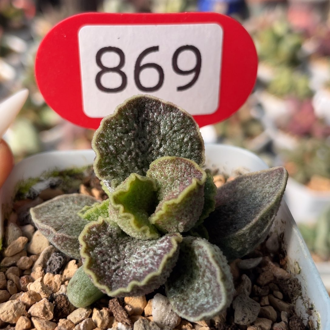 紫罗兰。  869。