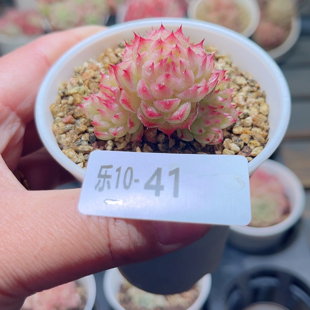 乐10-41 海王群不包整