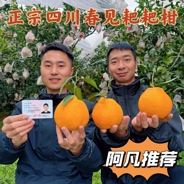 【自然熟耙耙柑】正宗四川春见耙耙柑柑橘新鲜爆汁多汁爽口细腻香甜