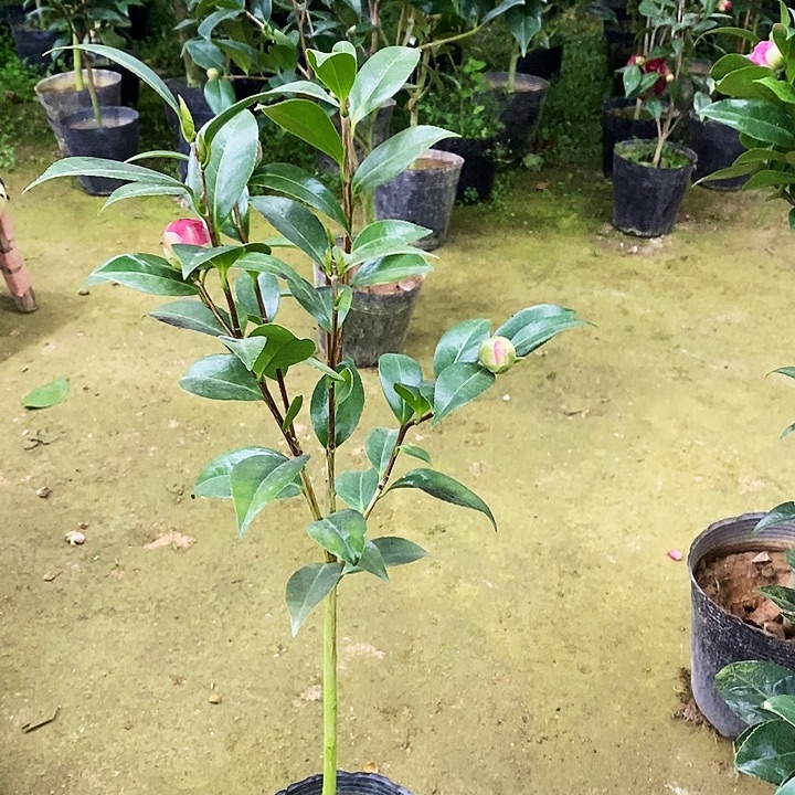 红喜糖。         茶花。     