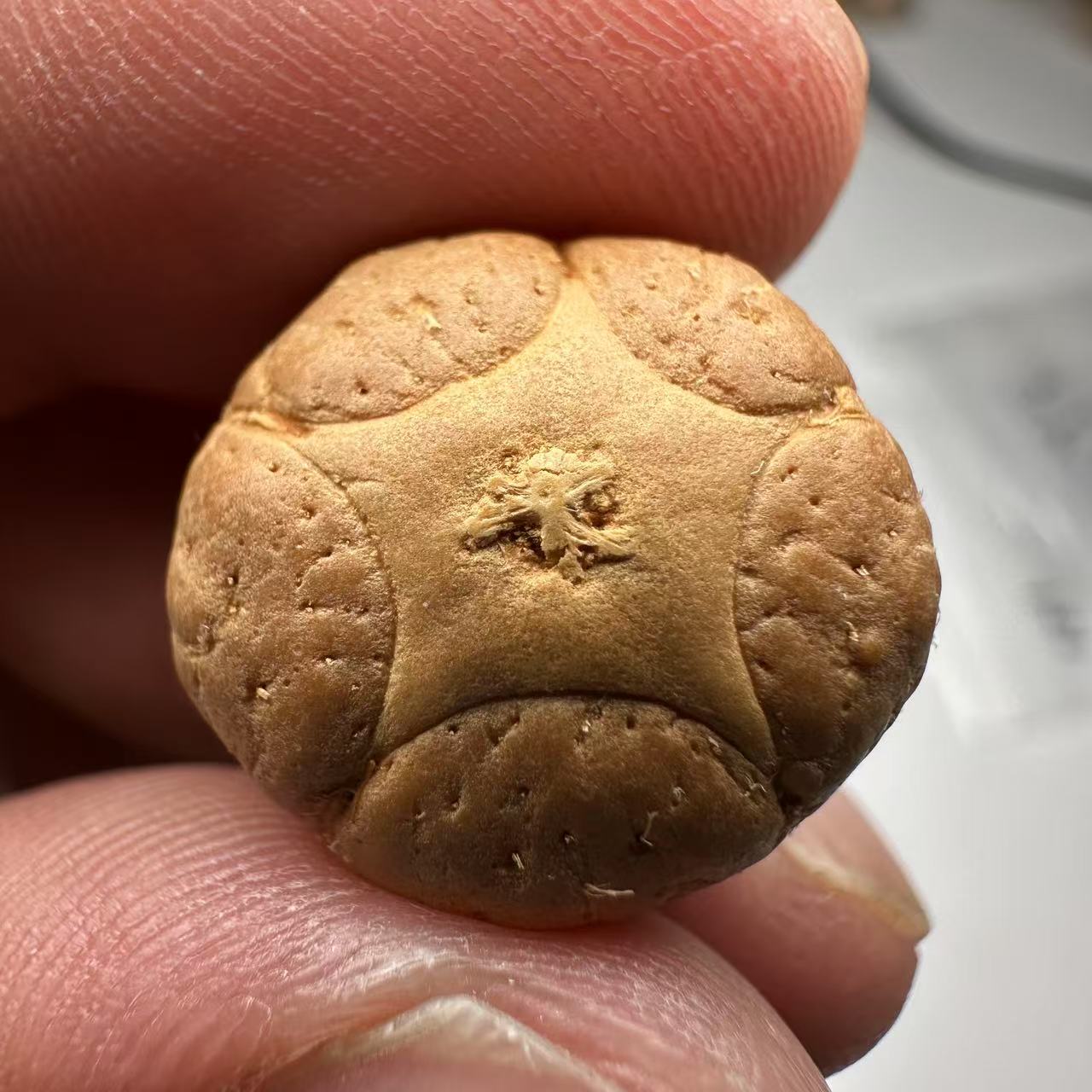 尼泊尔五星菩提，尺寸18，sss系列，货号100