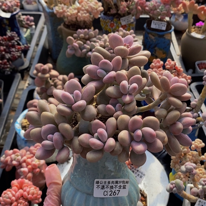 大桃蛋老桩267多肉植物