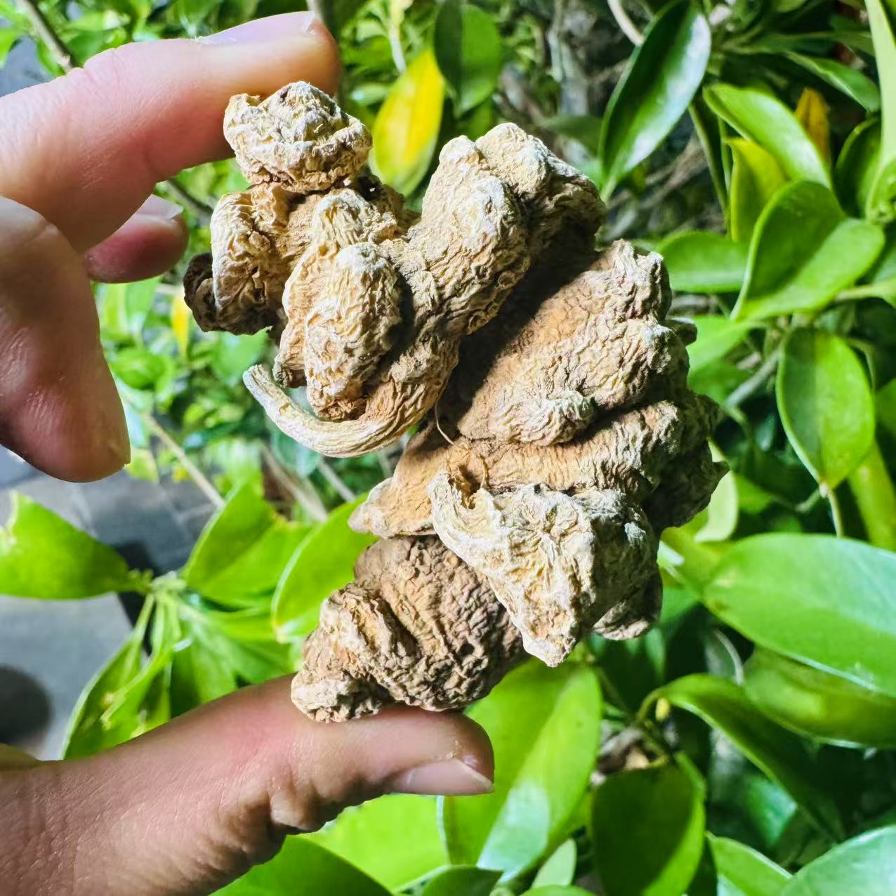 1【天-王-参】净含量100g-1000g【阿忠现收】