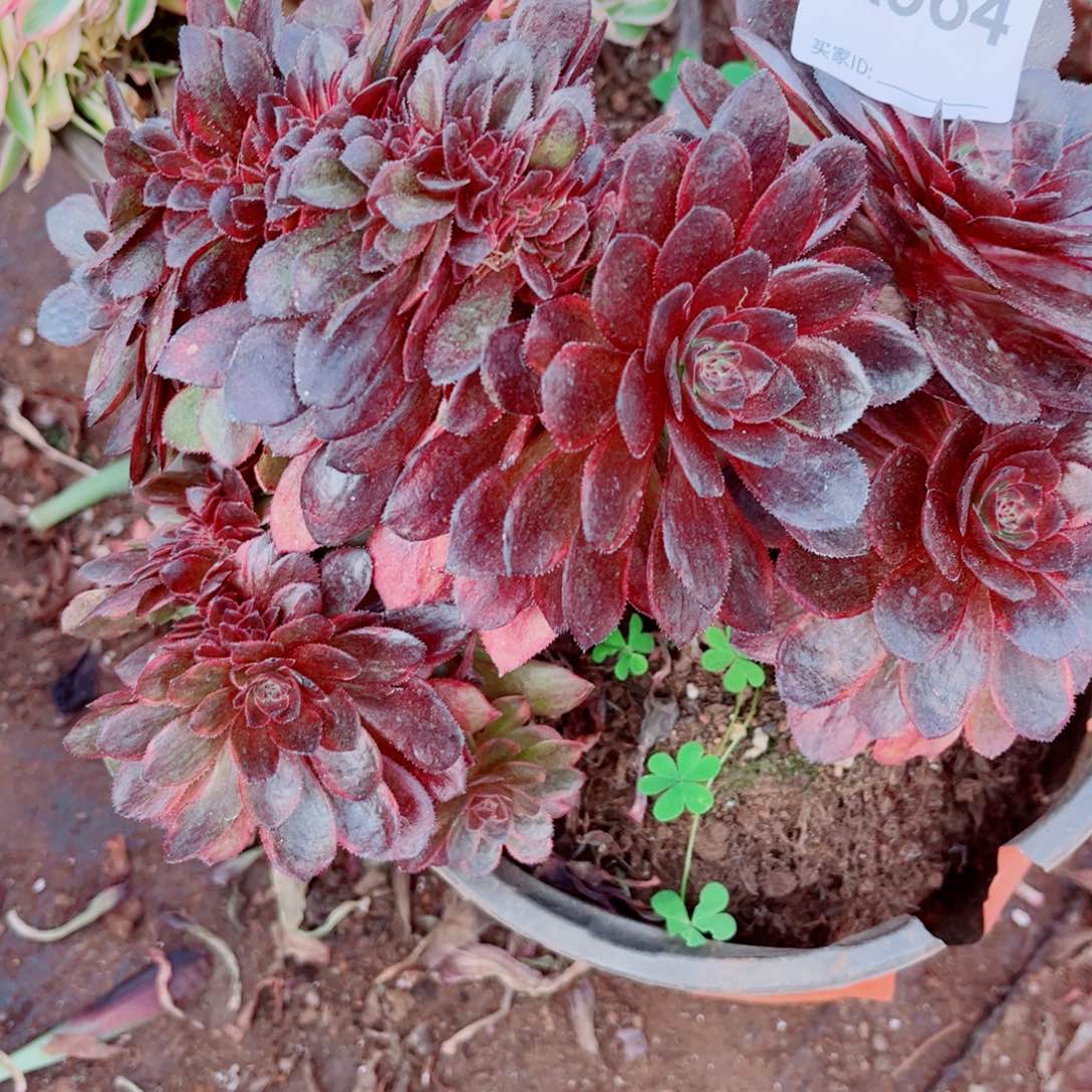 燕*多肉植物664花花