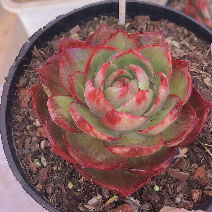 惊鸿仙子多肉植物58