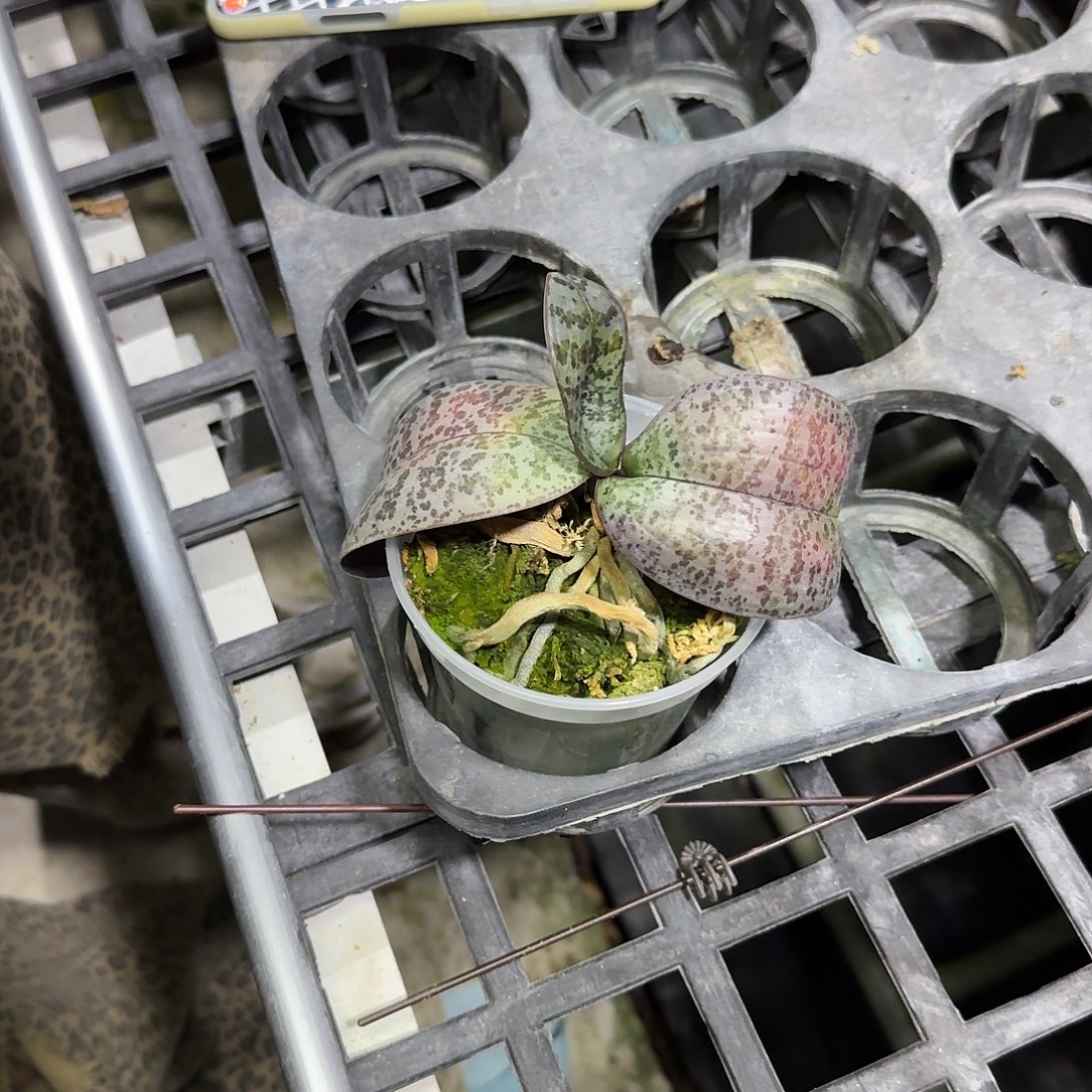 完全开放C05。。。。。