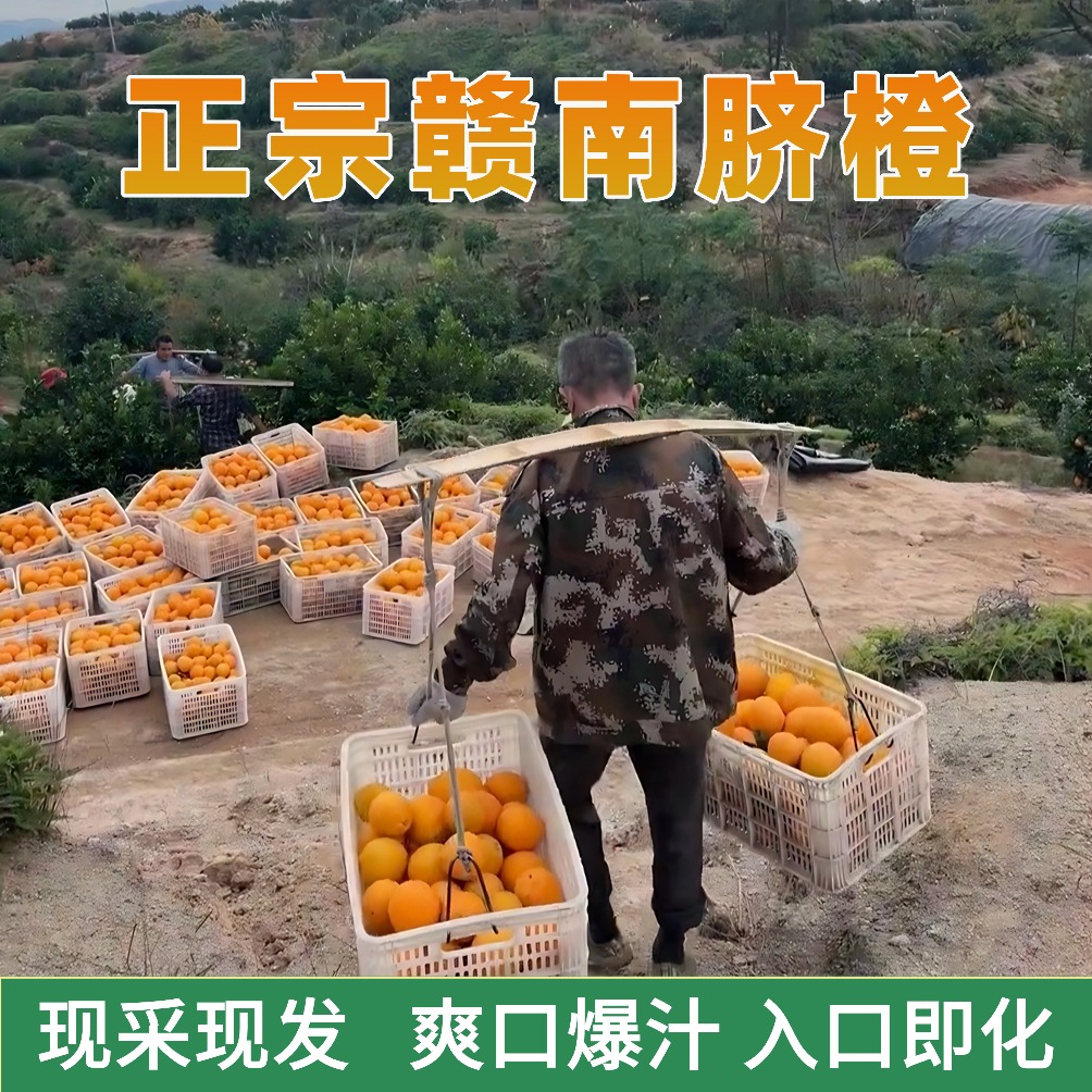 正宗（寻乌）赣南脐橙原产地果园新鲜橙子现摘现发5-20斤新鲜橙子