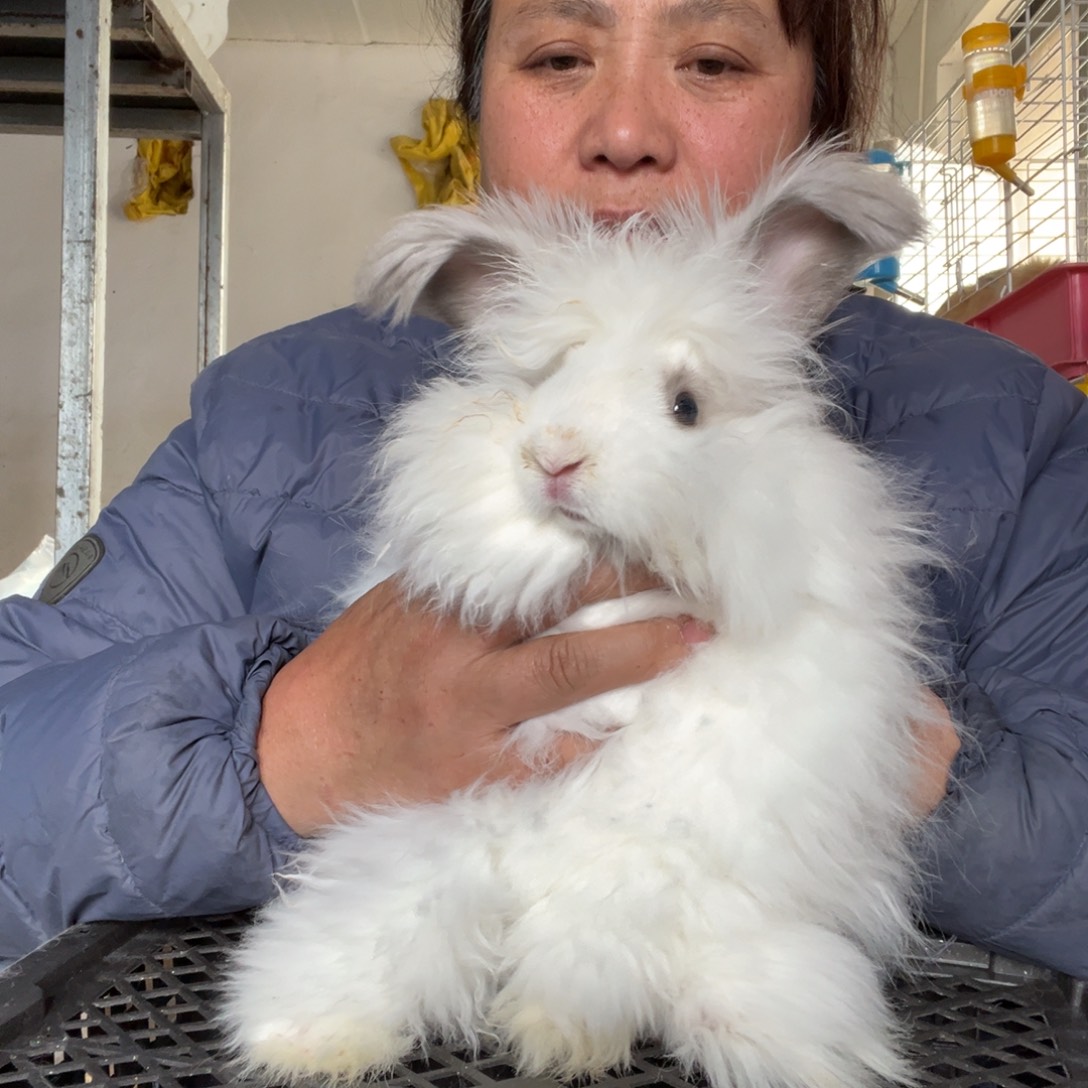 宠物兔英系安哥拉兔