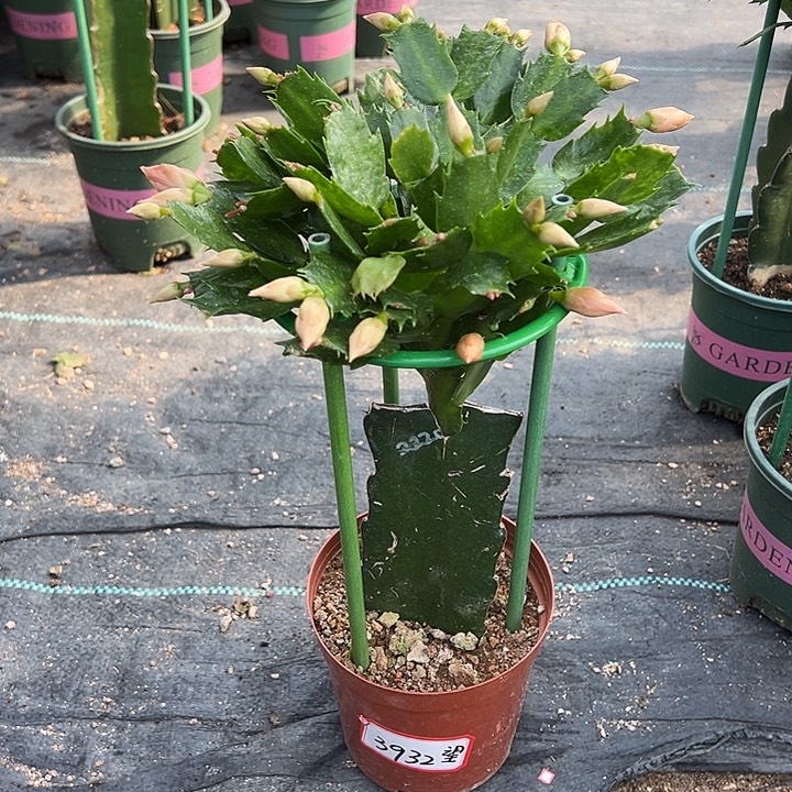 2220蟹爪兰尾号3932