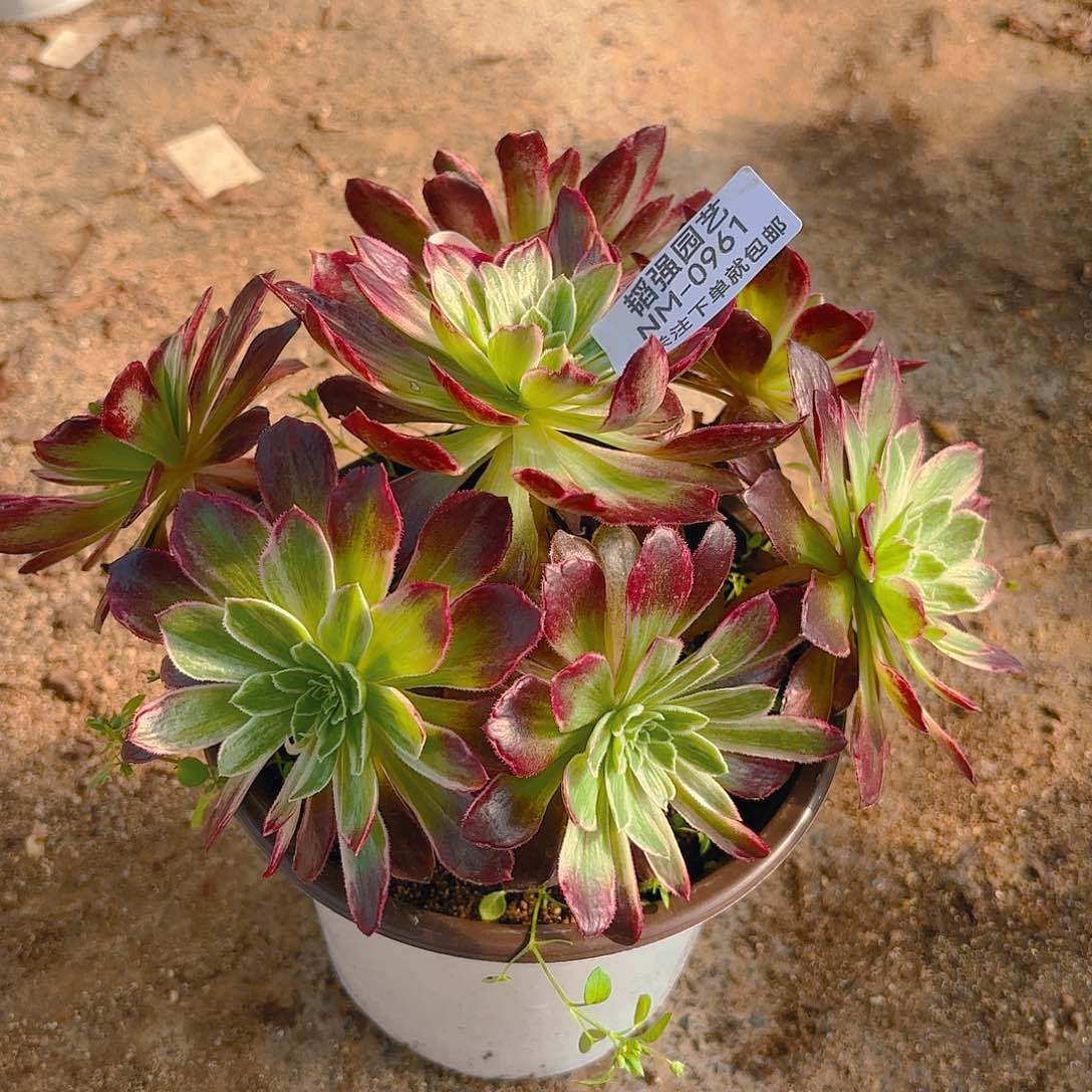 不知道多肉植物961