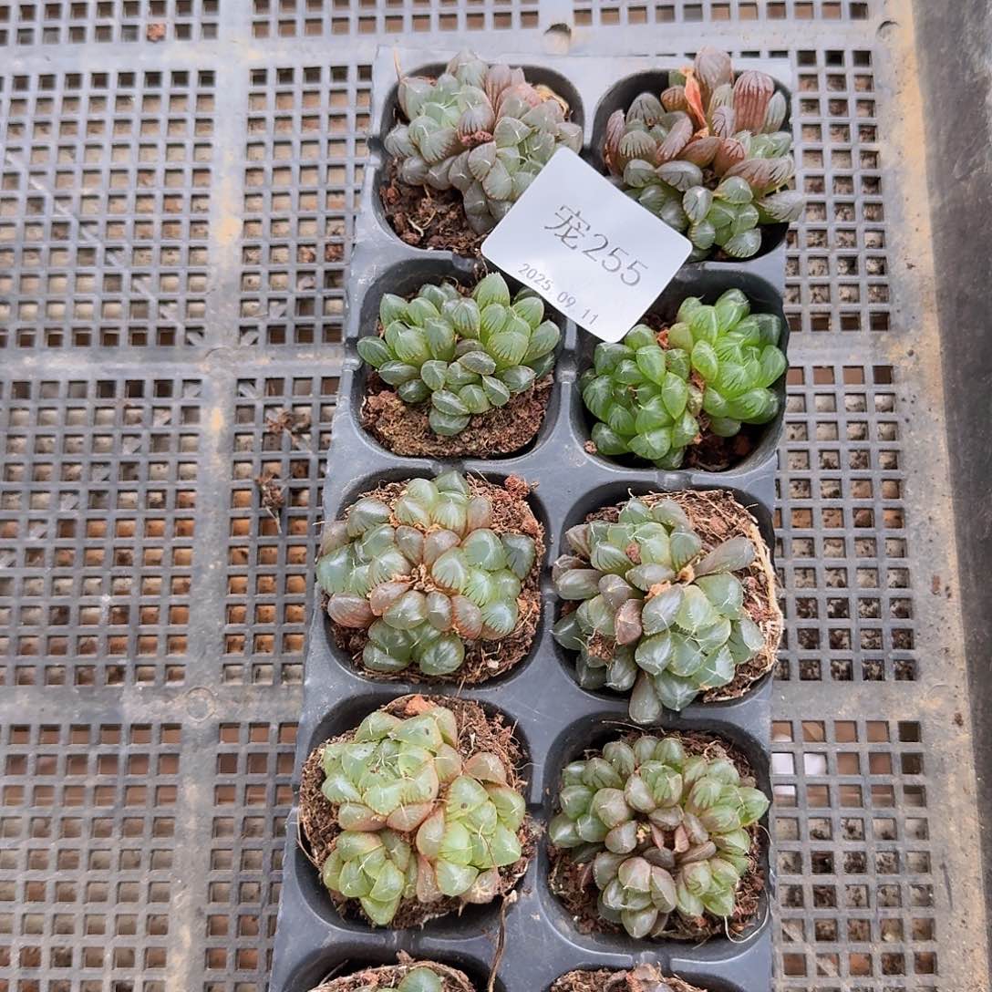 直播福利一物一拍255