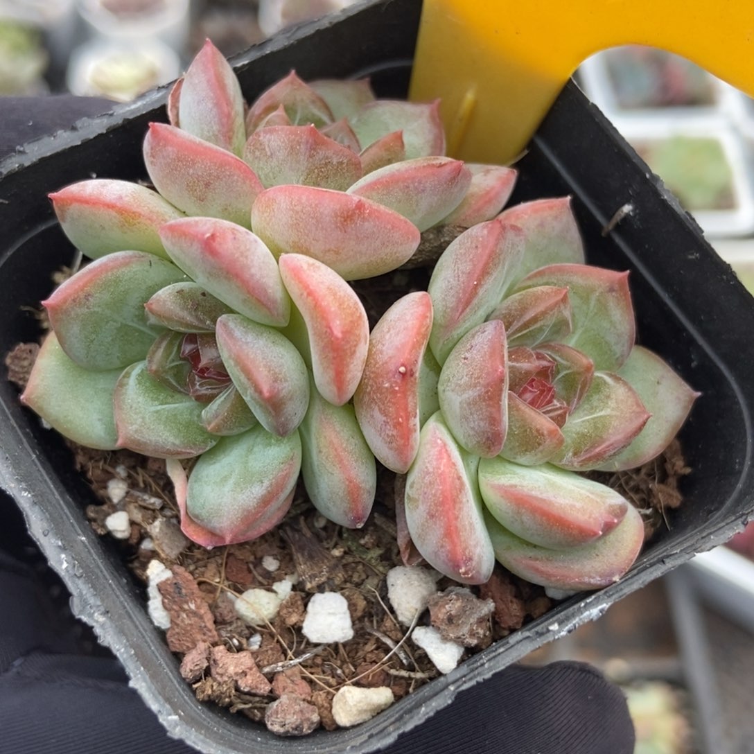 2116琴心多肉植物