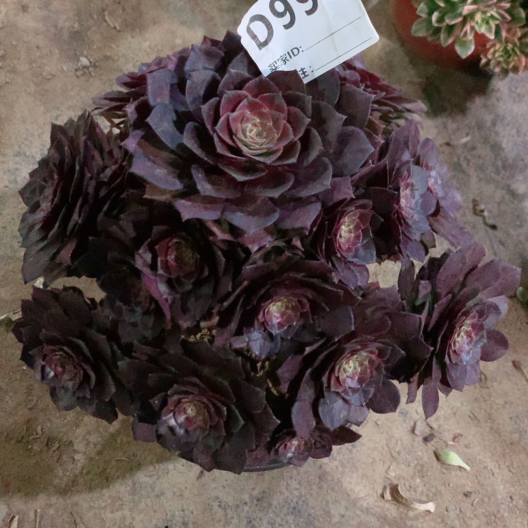 红魔桃花石法师998