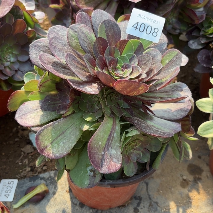 花月夜多肉法师4008