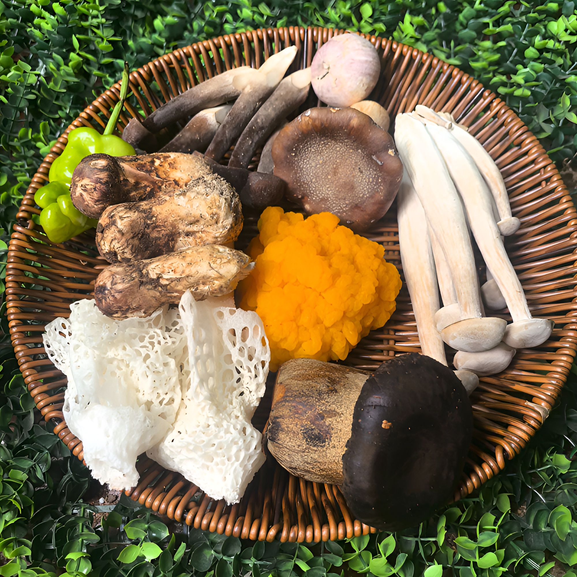 2025云南山野新鲜组合菌500g1000g