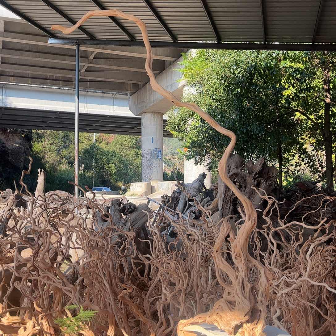 激***进木我是一只小小鸟地域