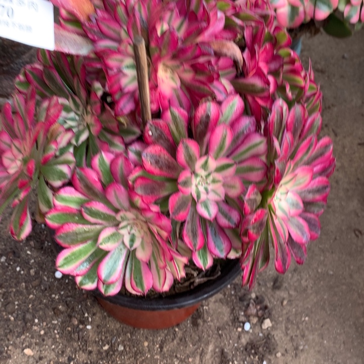 070红铜白多肉植物