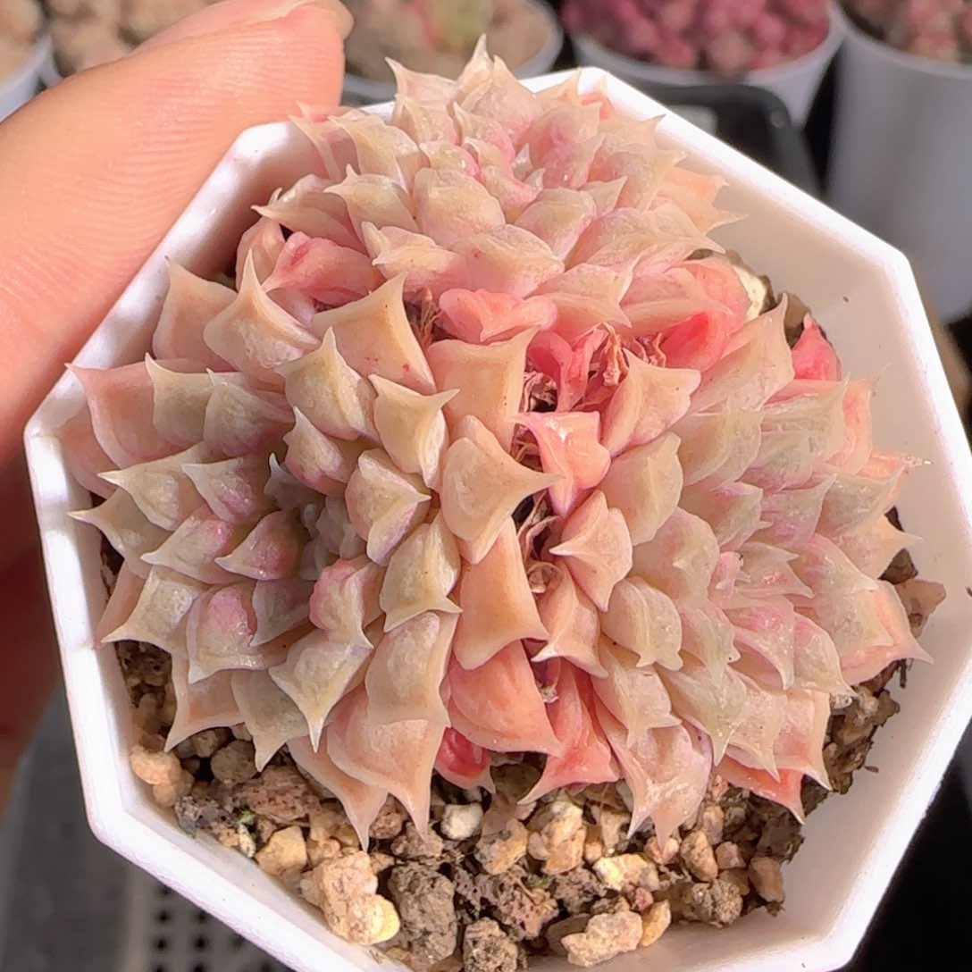 多肉1229-33榴财3头