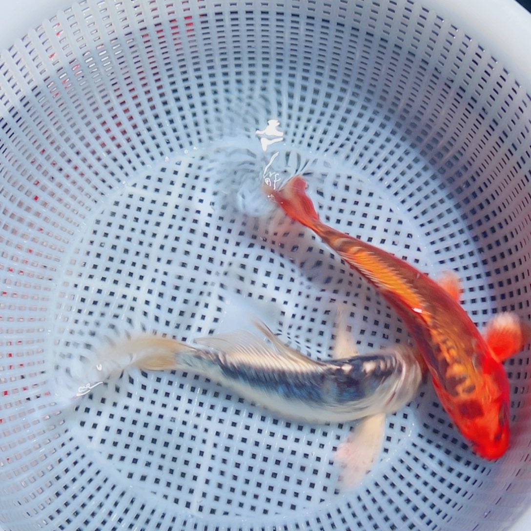 锦鲤锦鲤观赏鱼8888