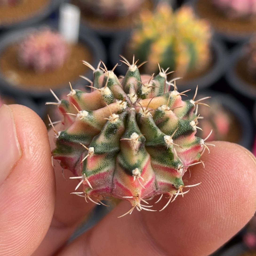 当前无花朵，栽培后可花朵臀锦虎斑锦